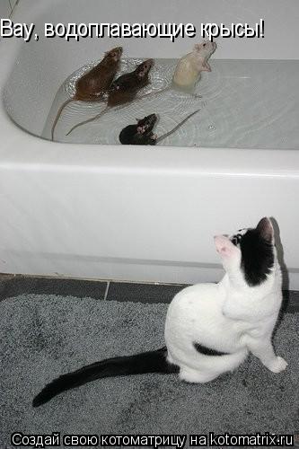 Вау, водоплавающие крысы!... Котоматрица: Вау, водоплавающие крысы!