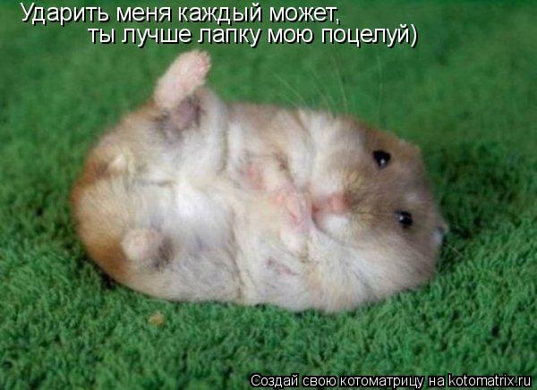 Котоматрица: Ударить меня каждый может, ты лучше лапку мою поцелуй)