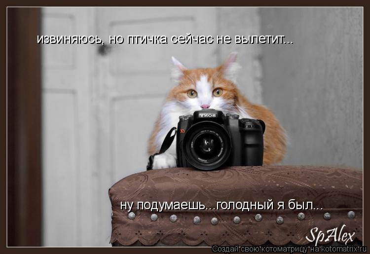 Котоматрица: извиняюсь, но птичка сейчас не вылетит... ну подумаешь...голодный я был...