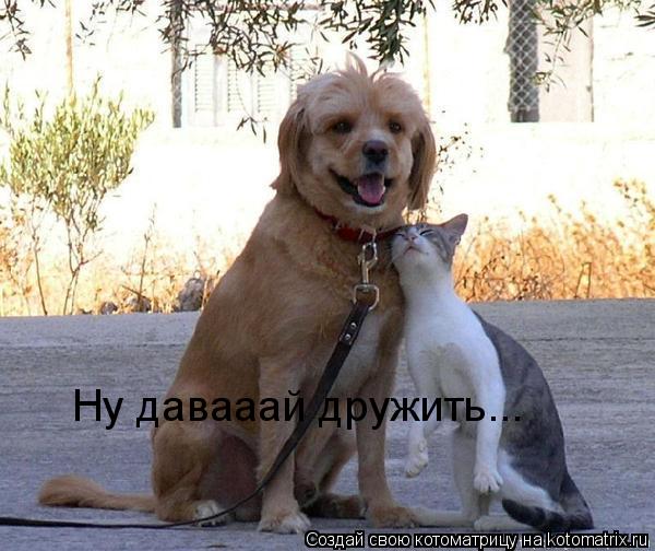 Котоматрица: Ну давааай дружить...