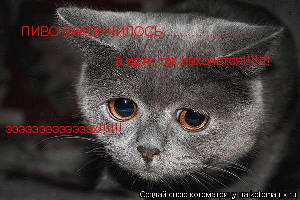 ПИВО ЗАКОНЧИЛОСЬ......................... эээээээээээээх!!!!!! а идти так нехочется!!!!!!!... Котоматрица: ПИВО ЗАКОНЧИЛОСЬ......................... эээээээээээээх!!!!!! а идти так нехочется!!!!!!!