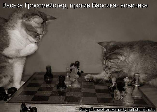 Васька Гроссмейстер, против Барсика- новичика... Котоматрица: Васька Гроссмейстер, против Барсика- новичика