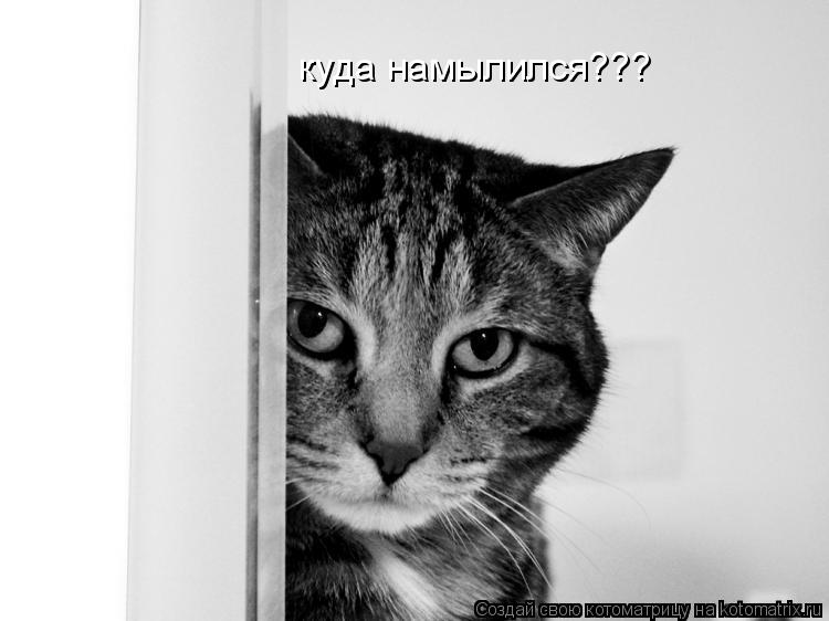 Котоматрица: куда намылился???