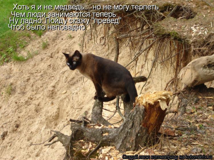 Котоматрица: Хоть я и не медведь... но не могу терпеть Чем люди занимаются теперь.. Ну ладно.. Пойду скажу "превед" Чтоб было неповадно