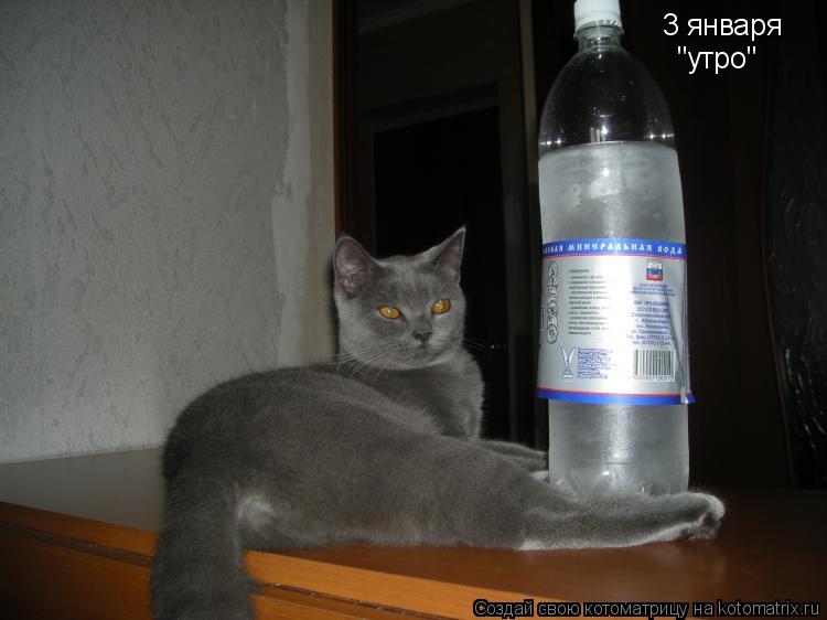 Котоматрица: 3 января "утро"