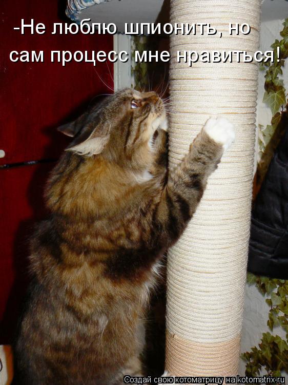 Котоматрица: -Не люблю шпионить, но сам процесс мне нравиться!