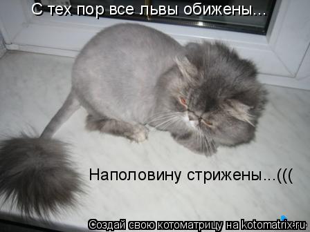 Котоматрица: С тех пор все львы обижены... Наполовину стрижены...(((
