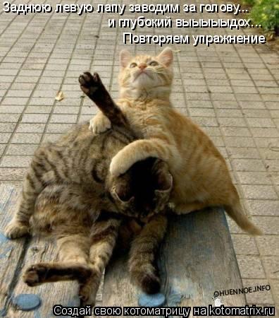 Котоматрица: Заднюю левую лапу заводим за голову...  и глубокий выыыыыдох... Повторяем упражнение