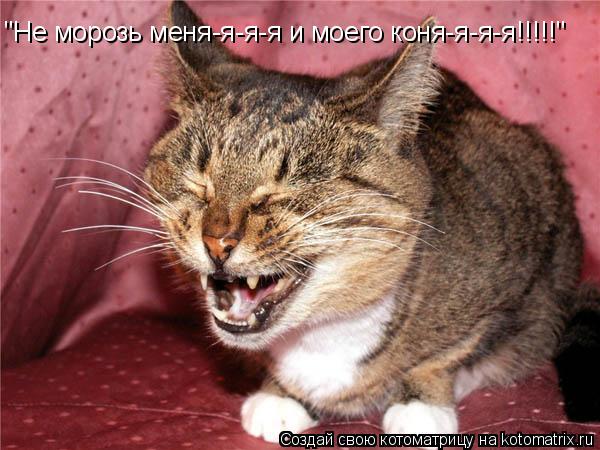 Котоматрица: "Не морозь меня-я-я-я и моего коня-я-я-я!!!!!"