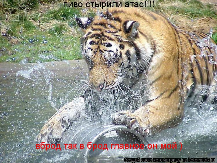 пиво стырили атас!!!! вброд так в брод главное он мой )... Котоматрица: пиво стырили атас!!!! вброд так в брод главное он мой )