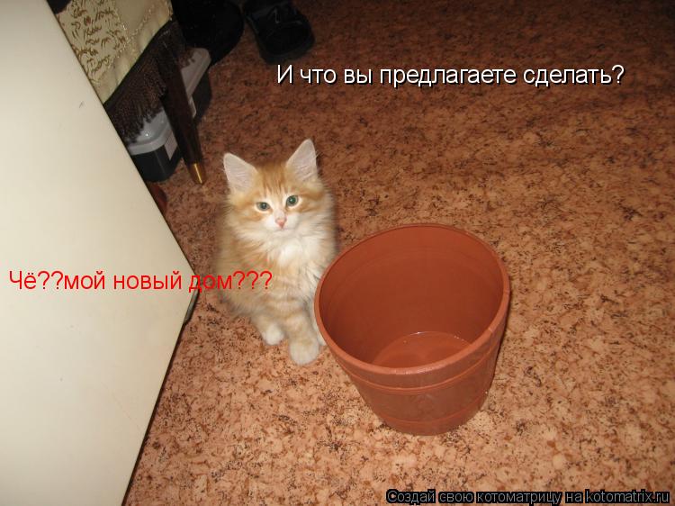 Котоматрица: И что вы предлагаете сделать? Чё??мой новый дом???