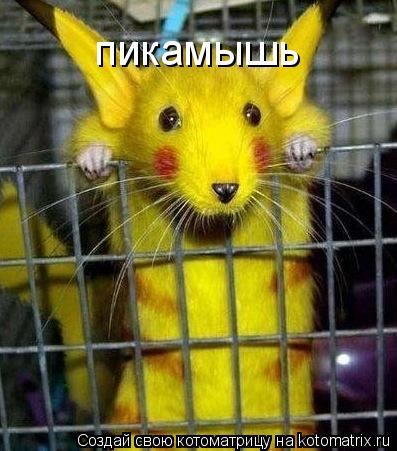 Котоматрица: пикамышь