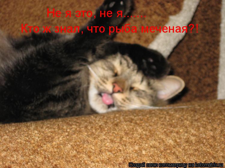 Кто ж знал, что рыба меченая?! Не я это, не я.......... Котоматрица: Кто ж знал, что рыба меченая?! Не я это, не я.......