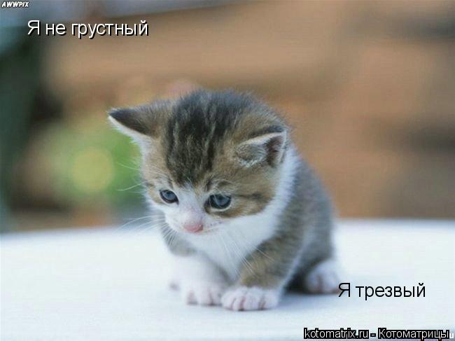 Котоматрица: Я не грустный Я трезвый