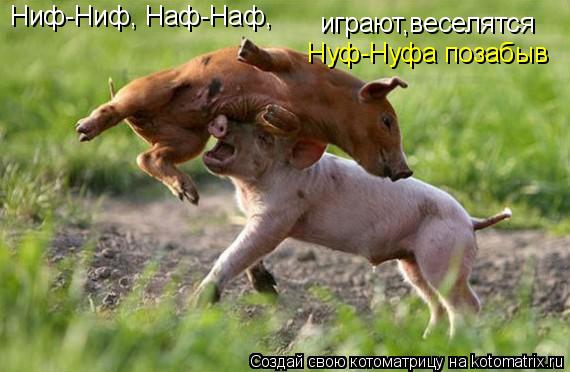 Котоматрица: Ниф-Ниф, Наф-Наф, играют,веселятся Нуф-Нуфа позабыв