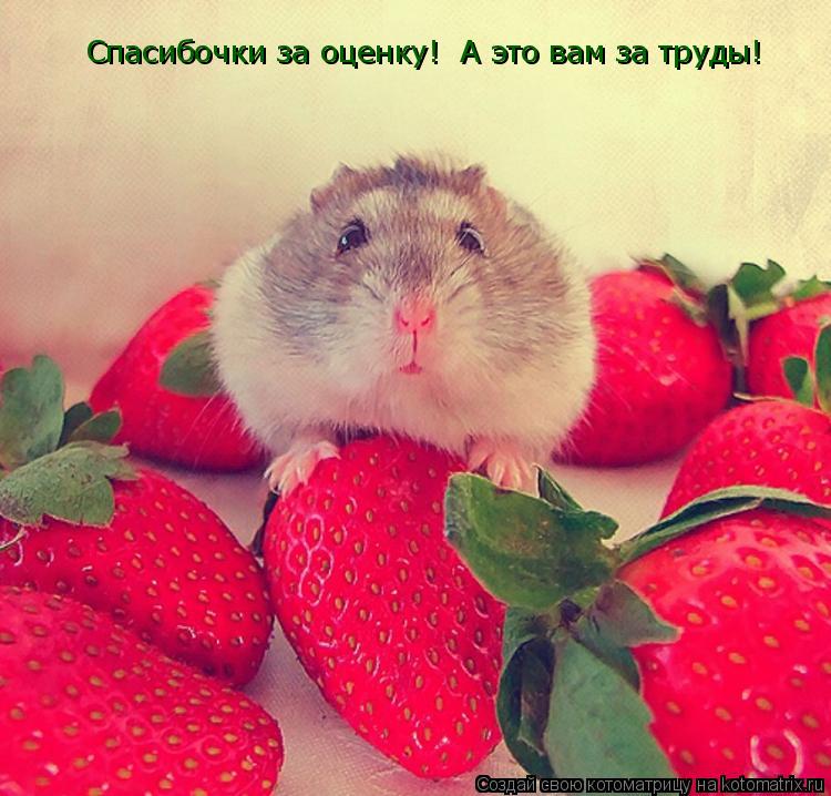 Спасибочки за оценку! А это вам за труды!... Котоматрица: Спасибочки за оценку! А это вам за труды!