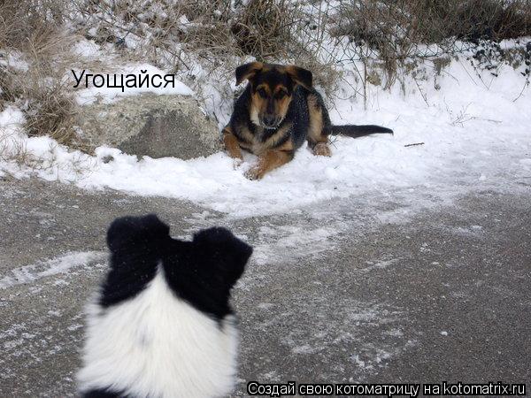Угощайся... Котоматрица: Угощайся