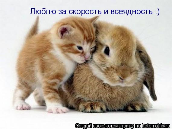 Люблю за скорость и всеядность :)... Котоматрица: Люблю за скорость и всеядность :)