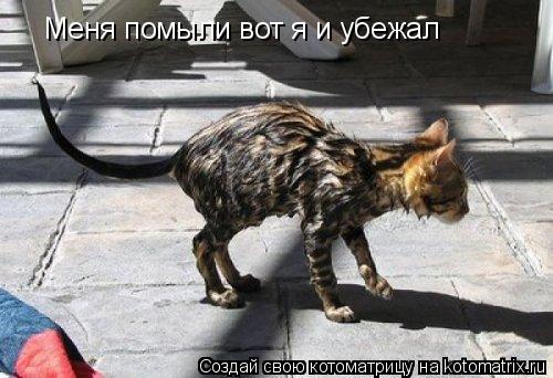 Меня помыли вот я и убежал... Котоматрица: Меня помыли вот я и убежал