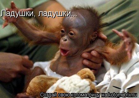 Ладушки, ладушки...... Котоматрица: Ладушки, ладушки...