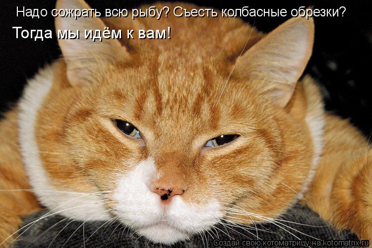 Надо сожрать всю рыбу? Съесть колбасные обрезки? Тогда мы идём к вам!... Котоматрица: Надо сожрать всю рыбу? Съесть колбасные обрезки? Тогда мы идём к вам!