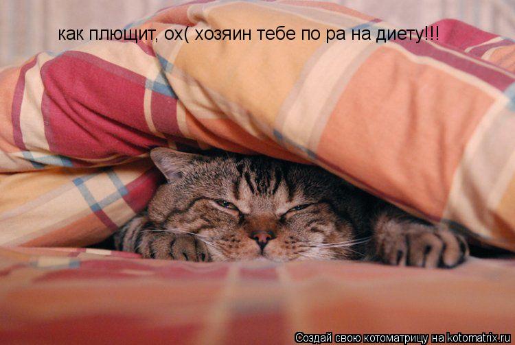 Котоматрица: как плющит, ох( хозяин тебе по ра на диету!!!