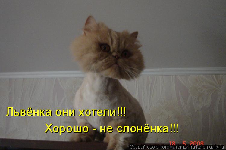 Котоматрица: Львёнка они хотели!!! Хорошо - не слонёнка!!!
