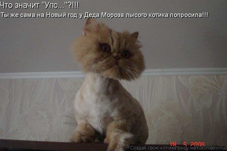 Котоматрица: Что значит "Упс..."?!!! Ты же сама на Новый год у Деда Мороза лысого котика попросила!!!