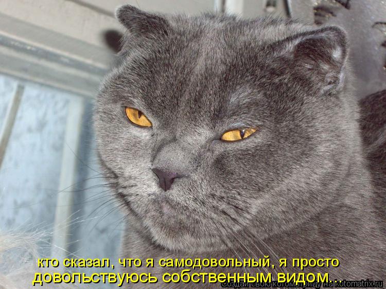 кто сказал, что я самодовольный, я просто довольствуюсь собственным видом...... Котоматрица: кто сказал, что я самодовольный, я просто довольствуюсь собственным видом...