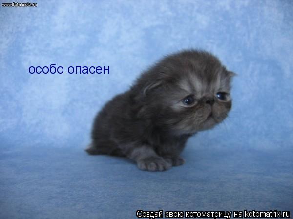 Котоматрица: особо опасен