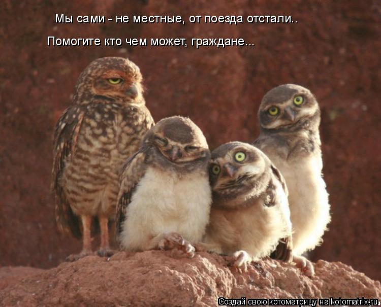 Котоматрица: Мы сами - не местные, от поезда отстали.. Помогите кто чем может, граждане...