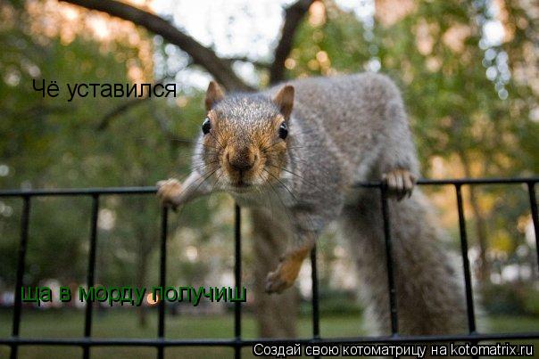 Котоматрица: Чё уставился  ща в морду получиш