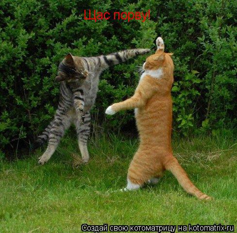 Котоматрица: Щас порву!