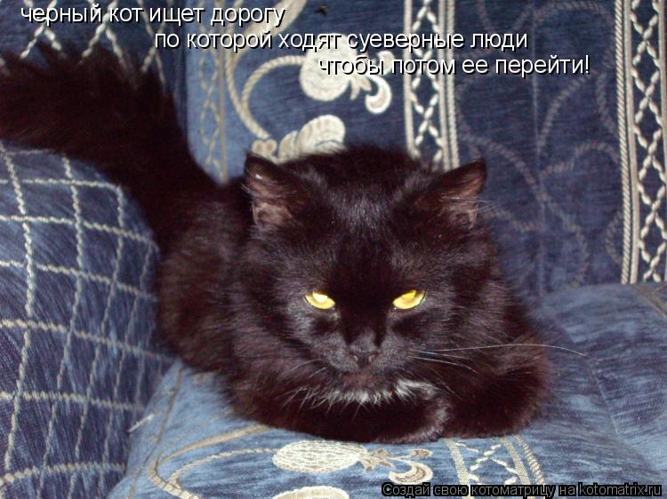 Котоматрица: черный кот ищет дорогу  по которой ходят суеверные люди чтобы потом ее перейти!