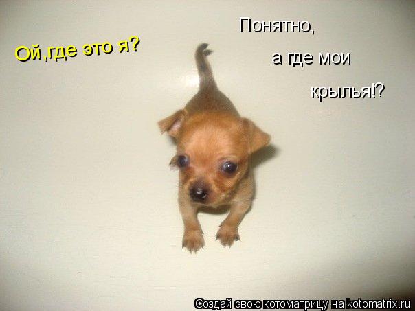 Котоматрица: Ой,где это я? Понятно, а где мои крылья! ?