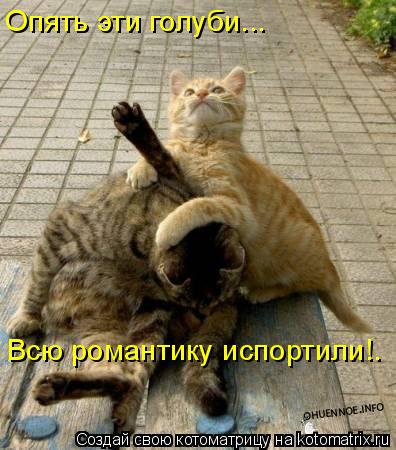 Котоматрица: Опять эти голуби... Всю романтику испортили!.