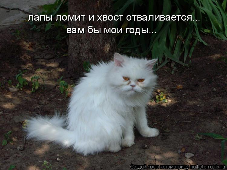 Котоматрица: лапы ломит и хвост отваливается... вам бы мои годы...