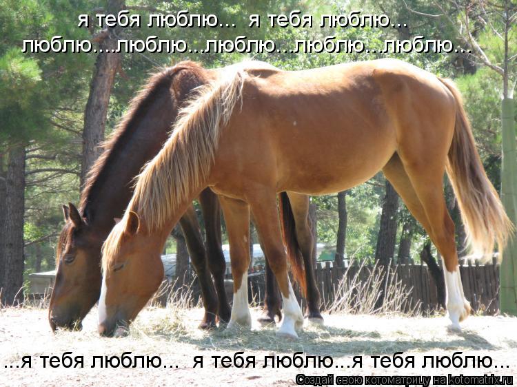 Котоматрица: я тебя люблю...  я тебя люблю... люблю....люблю...люблю...люблю...люблю... ...я тебя люблю...  я тебя люблю...я тебя люблю...