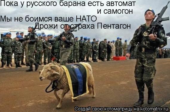 Котоматрица: и самогон Мы не боимся ваше НАТО Дрожи от страха Пентагон Пока у русского барана есть автомат