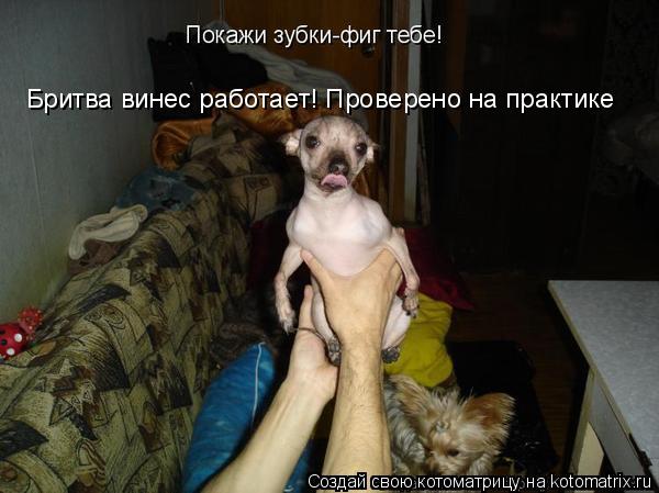Бритва винес работает! Проверено на практике... Котоматрица: Бритва винес работает! Проверено на практике