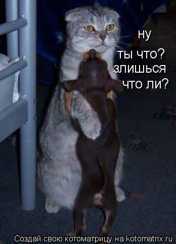 Котоматрица: ну ты что? злишься что ли?