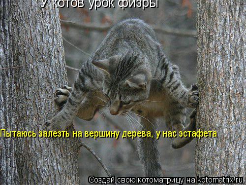 У котов урок физры Пытаюсь залезть на вершину дерева, у нас эстафета... Котоматрица: У котов урок физры Пытаюсь залезть на вершину дерева, у нас эстафета