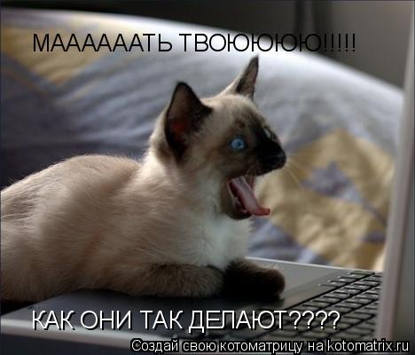 Котоматрица: МААААААТЬ ТВОЮЮЮЮ!!!!! КАК ОНИ ТАК ДЕЛАЮТ????