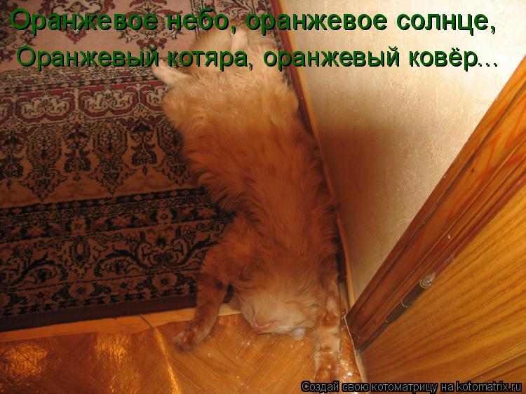 Оранжевое небо, оранжевое солнце, Оранжевый котяра, оранжевый ковёр...... Котоматрица: Оранжевое небо, оранжевое солнце, Оранжевый котяра, оранжевый ковёр...