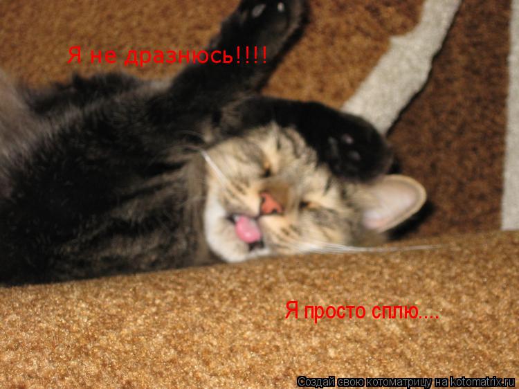 Котоматрица: Я просто сплю.... Я не дразнюсь!!!!