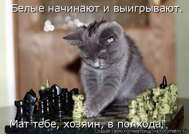 Котоматрица: Белые начинают и выигрывают. Мат тебе, хозяин, в полхода!