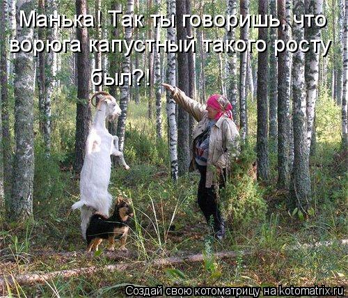 Манька! Так ты говоришь, что ворюга капустный такого росту был?!... Котоматрица: Манька! Так ты говоришь, что ворюга капустный такого росту был?!