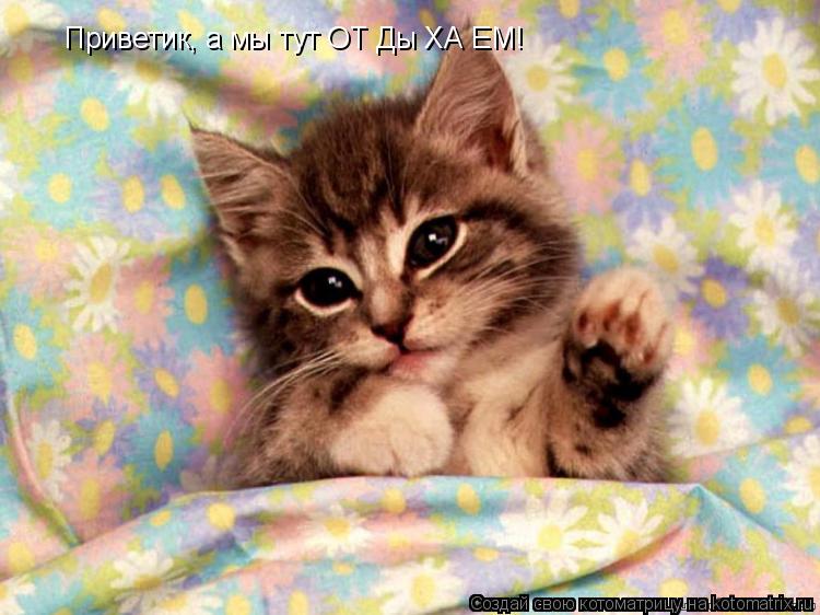 Котоматрица: Приветик, а мы тут ОТ Ды ХА ЕМ!