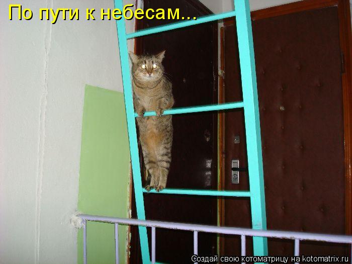 По пути к небесам...... Котоматрица: По пути к небесам...