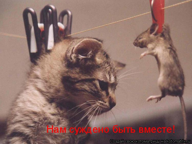 Котоматрица: Нам суждено быть вместе!